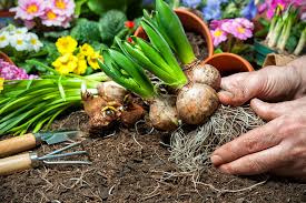 Flower Bulbs